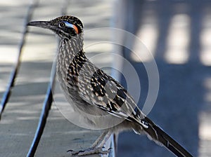 Roadrunner on the bench at Sabino Canyon