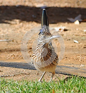 Roadrunner bird