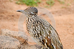 Roadrunner Bird