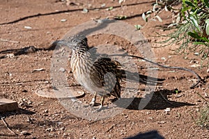 Roadrunner bird in captivity gets a close up on a hot summer day