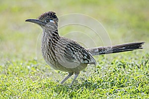 roadrunner bird hunting food in grassy field,beak,feathers,wing,wildlife photo