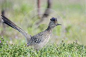 roadrunner bird hunting food in grassy field,beak,feathers,wing,wildlife