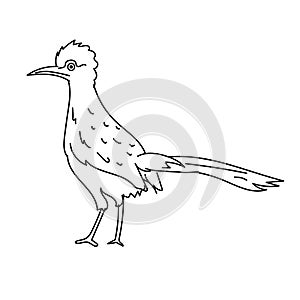 Roadrunner bird illustration vector.Line art bird photo