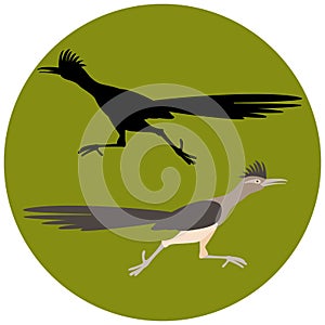 Roadrunner bird running vector illustration flat style black silhouette photo