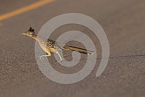 Roadrunner Bosque del Apache wildlife refuge in New Mexico