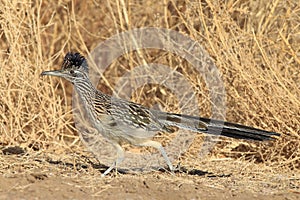 Roadrunner Bosque del Apache wildlife refuge in New Mexico,USA