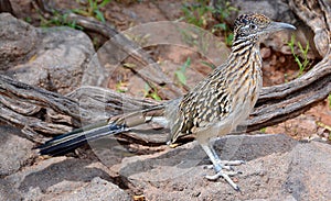 Roadrunner, chaparral bird or chaparral cock