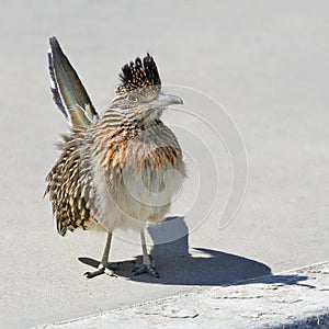 Roadrunner on the Curb photo