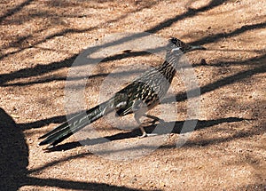 The roadrunner, a desert bird photo