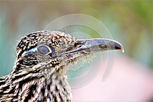 Roadrunner Desert Botanical Garden Phoenix, Arizona, United States