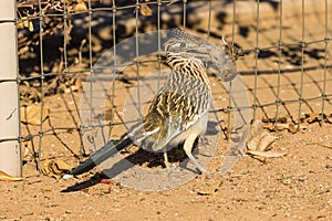 Roadrunner Eating a Bird