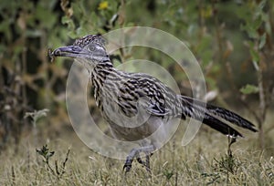 Roadrunner eating a bug