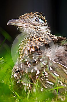 Roadrunner photo