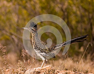 Roadrunner hunting at dusk photo