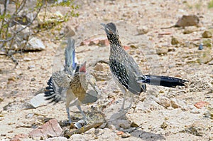 Roadrunner Mating Dance photo