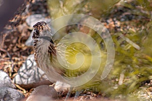 Roadrunner with open mouth hides behind a green shrub for camouflage in Albuquerque, New Mexico, USA