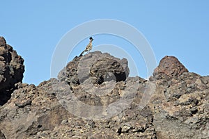 Roadrunner on a rock outcropping photo