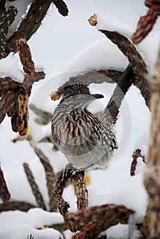 Roadrunner in Snowy Cactus