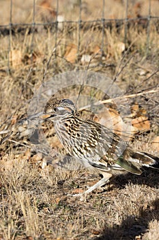 Roadrunner With Sparrow in Mouth