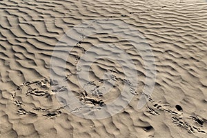 Roadrunner tracks in sand.; Death Valley, California.