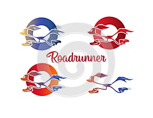 Roadrunner photo