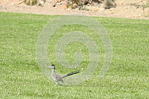 Roadrunner, Wild Birds