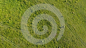 roads cross a green meadow shooting from a drone ukraine
