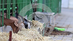 Roads and goats that are raised for the dairy industry, eat hay in a barn