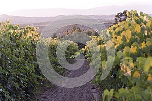 Roads of green Vineyards in Vinci ,italy