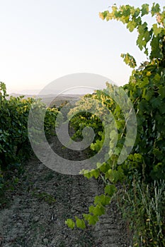 Roads of green Vineyards in Vinci ,italy