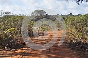 Roads inside Yala Wildlife Santuary