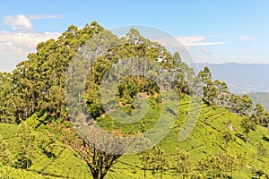 Green cone at Haputale in Sri Lanka