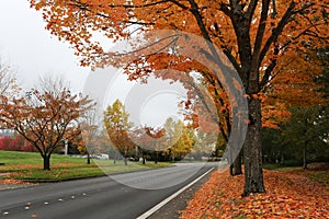 Roadside autumn view in orange color