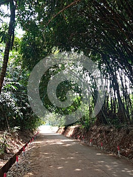 Roadside bamboo trees