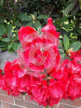 Roadside beautifully presented red perfectness