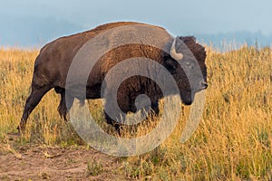 Roadside Bison Yellowstone National Park