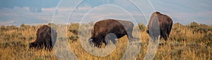 Roadside Bison Yellowstone National Park