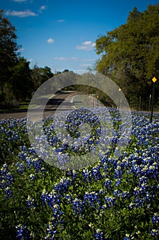 Roadside bluebonnets in texas