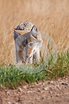 Roadside Coyote