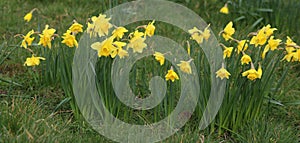 Roadside daffodils in full bloom on grass verge