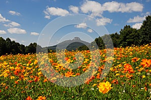 Roadside Flowers