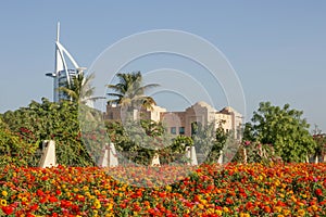 Roadside Flowers in Dubai