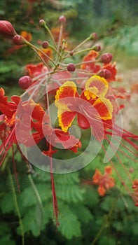 Roadside flowers in the morning that bloom and have not yet bloomed