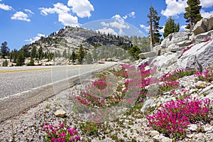 Roadside flowers in Yosemite high country
