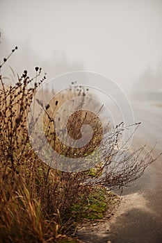 Roadside grass with drops of settled fog