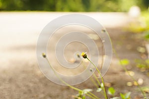 roadside grass flower.