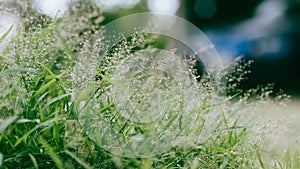 Roadside grass flowers against sunlight background