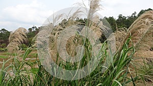 Roadside grass grows wildly, unmanned