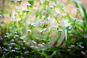 Roadside grasses can beautify the road with colorful flowers.