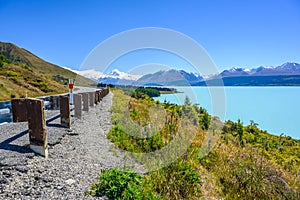 The roadside has beautiful Lupin flowers in the summer. Background overlooking Mount cook at Lake Pukaki, New Zealand